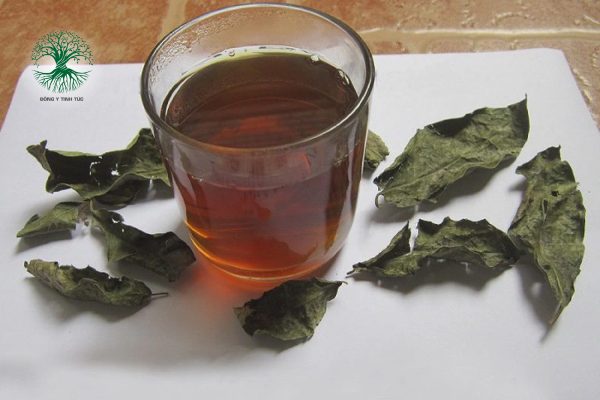 Các Loại Cây Thuốc Nam Chữa Đau Dạ Dày Hiệu Quả 7 cay thuoc nam chua dau da day 03