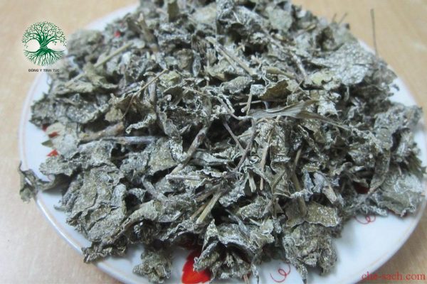 Các Loại Cây Thuốc Nam Chữa Đau Dạ Dày Hiệu Quả 9 cay thuoc nam chua dau da day 05