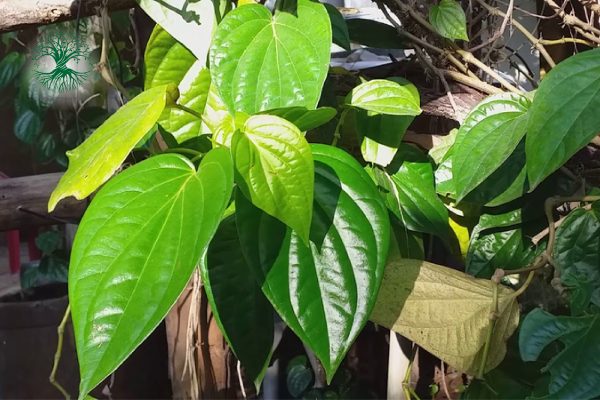 Các Loại Cây Thuốc Nam Chữa Đau Dạ Dày Hiệu Quả 10 cay thuoc nam chua dau da day 06